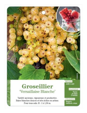 GROSEILLIER ' VERSAILLAISE BLANCHE'