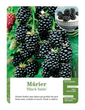 MÛRIER ‘BLACK SATIN’