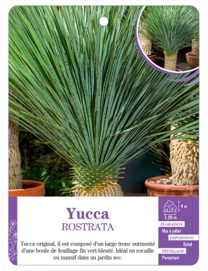 YUCCA ROSTRATA