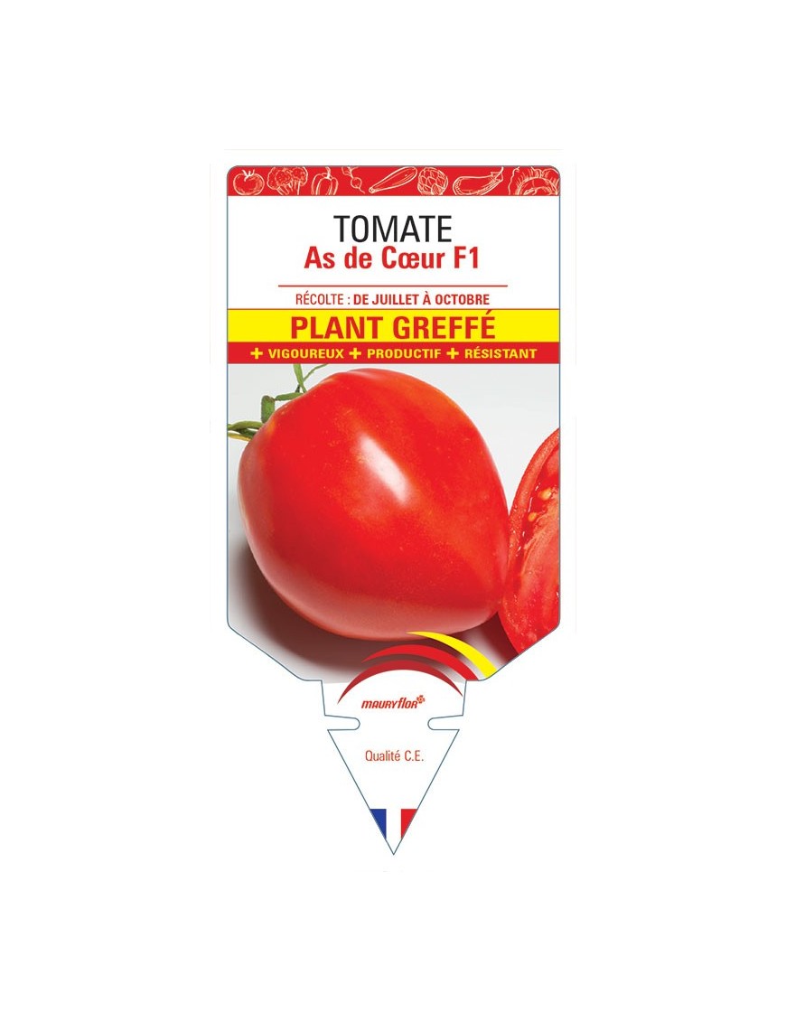TOMATE AS DE CŒUR F1 PLANT GREFFÉ