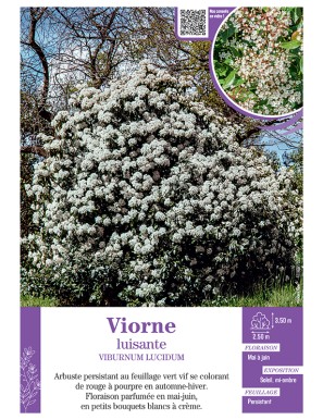 VIBURNUM LUCIDUM voir...