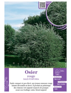 SALIX PURPUREA voir OSIER...