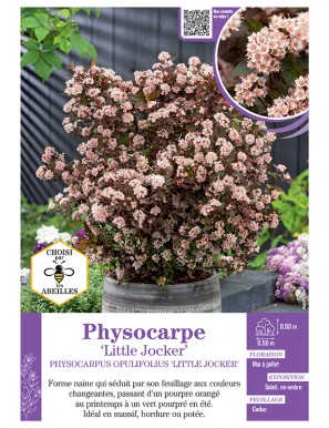 PHYSOCARPUS OPULIFOLIUS...