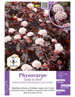 PHYSOCARPUS OPULIFOLIUS...