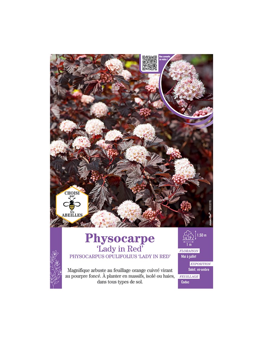 PHYSOCARPUS OPULIFOLIUS LADY IN RED voir PHYSOCARPE