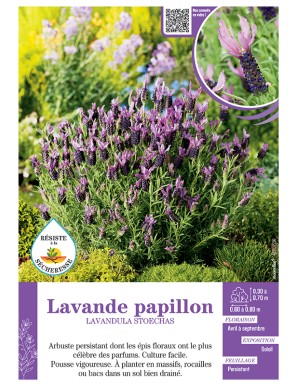 LAVANDULA STOECHAS voir...