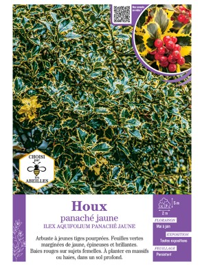 ILEX AQUIFOLIUM PANACHE JAUNE