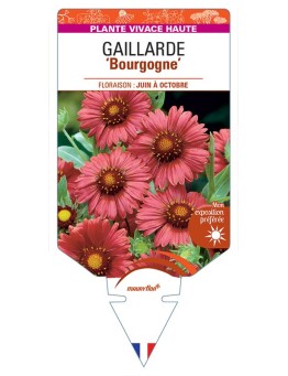 GAILLARDIA 'Bourgogne' (rouge) *
