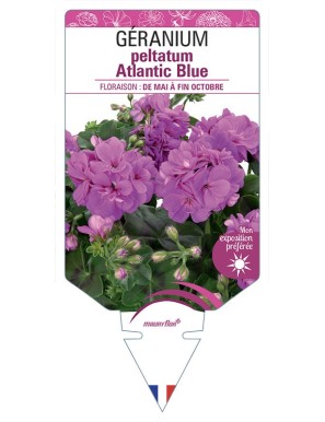 Géranium peltatum Atlantic Blue