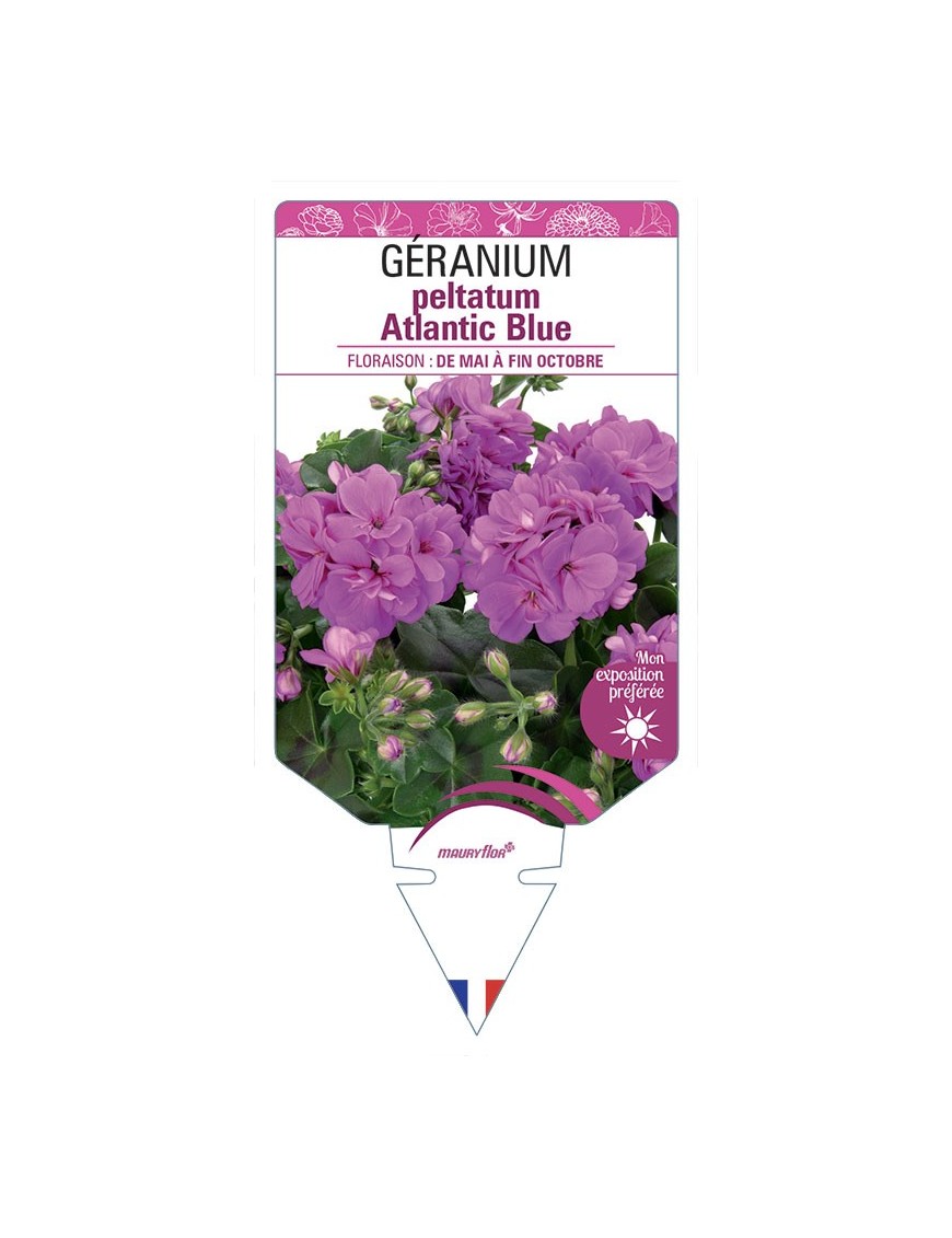Géranium peltatum Atlantic Blue