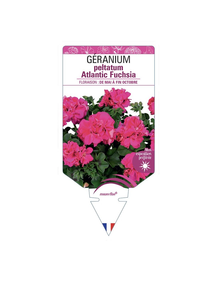 Géranium peltatum Atlantic Fuchsia