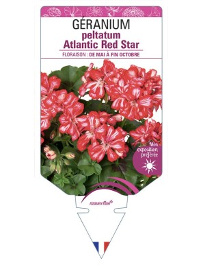 Géranium peltatum Atlantic Red Star