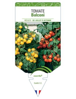 TOMATE BALCONI