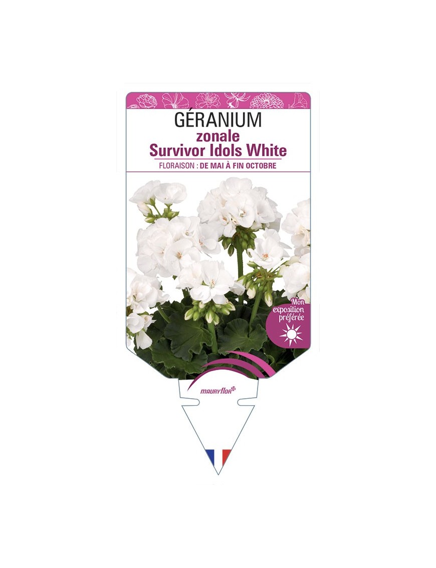 Géranium zonale Survivor Idols White