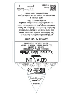 Géranium zonale Survivor Idols White