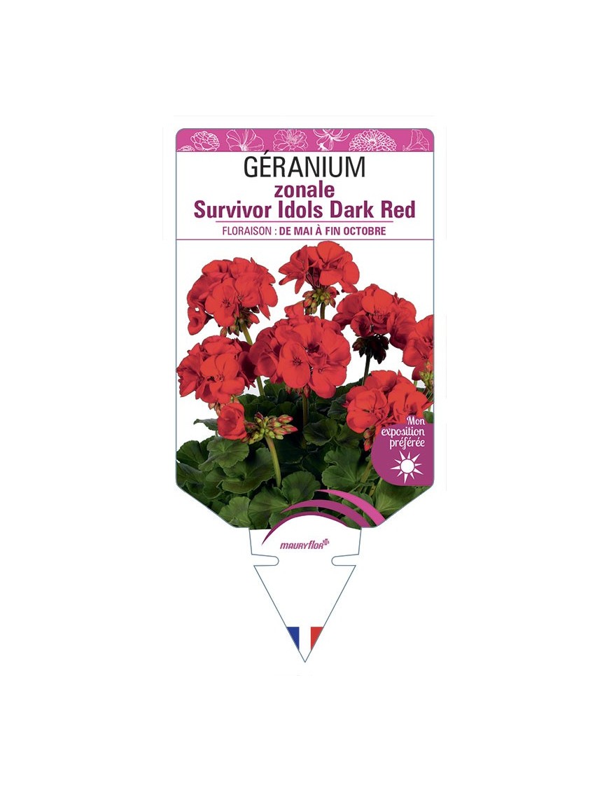 Géranium zonale Survivor Idols Dark Red