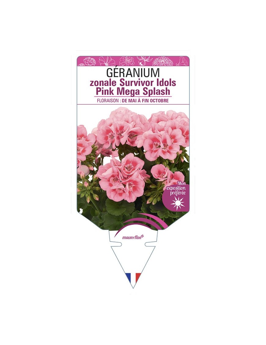 Géranium zonale Survivor Idols Pink Mega Splash