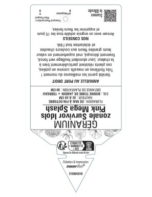 Géranium zonale Survivor Idols Pink Mega Splash