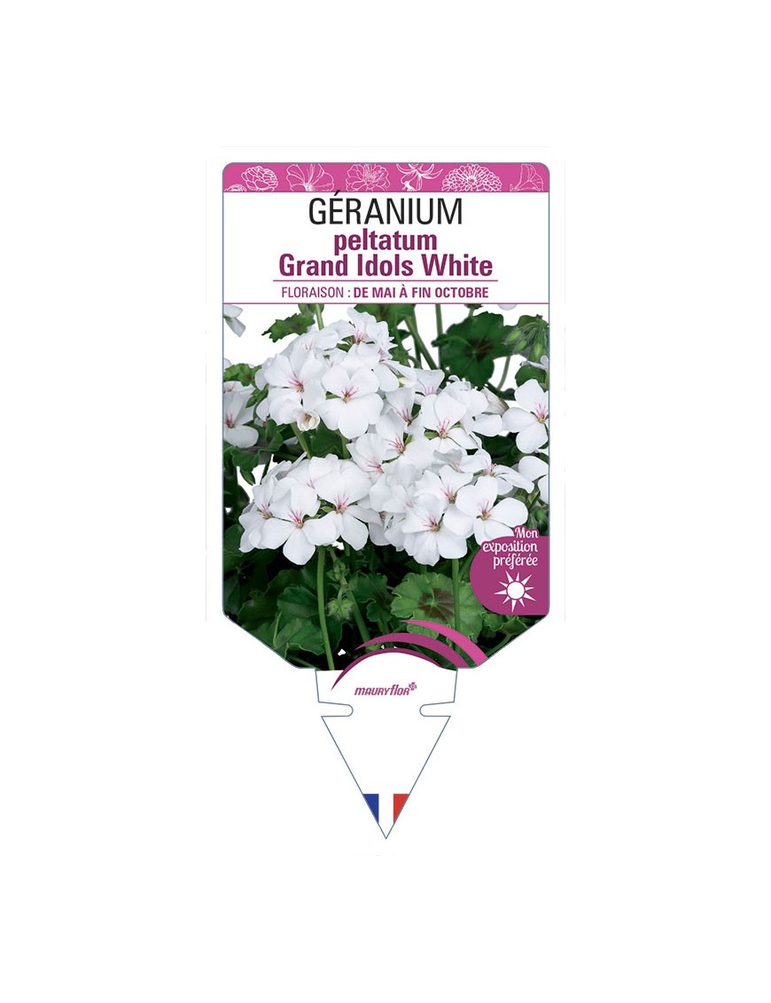 Géranium peltatum Grand Idols White