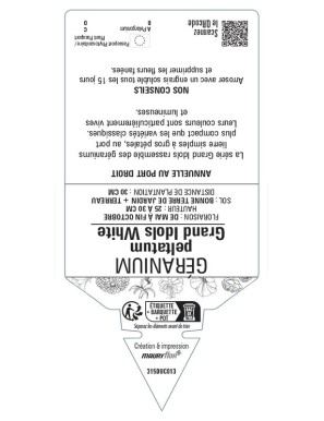 Géranium peltatum Grand Idols White