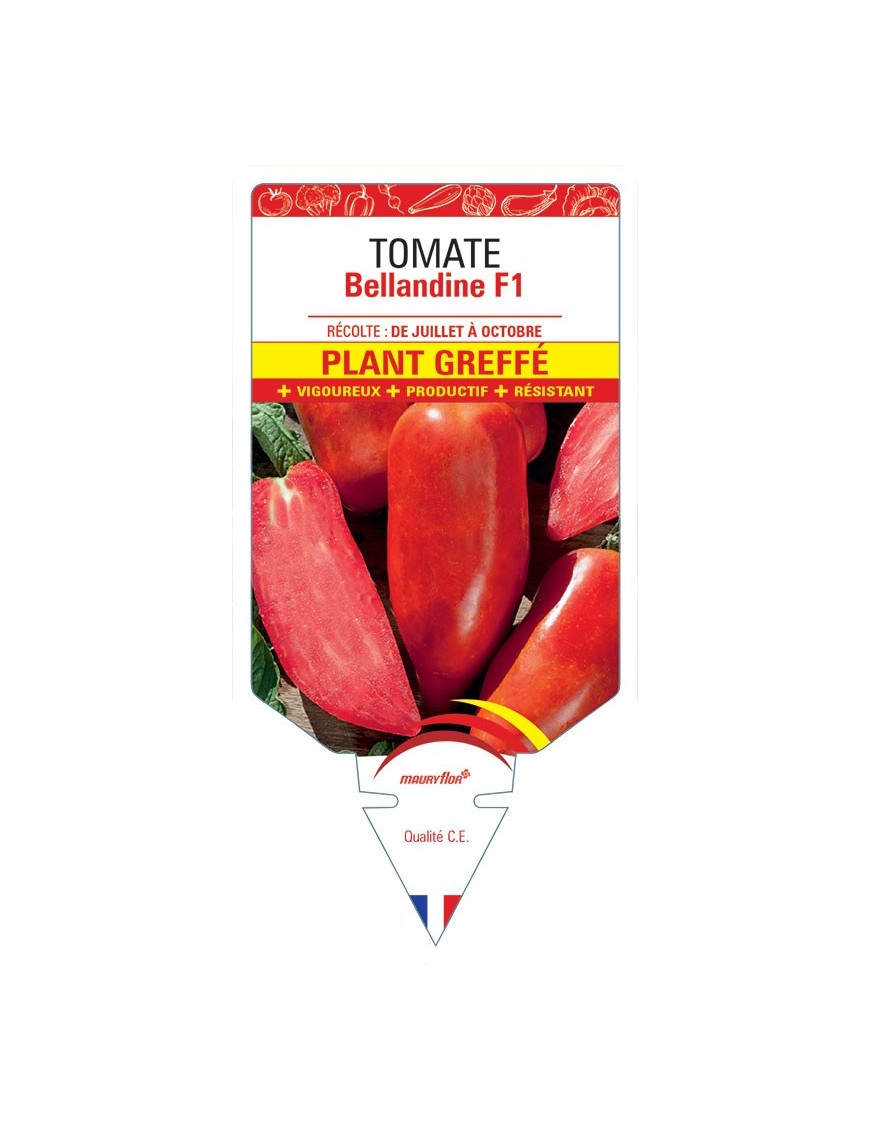 TOMATE BELLANDINE F1 PLANT GREFFÉ