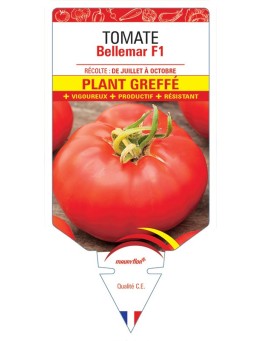 TOMATE BELLEMAR F1 PLANT GREFFÉ