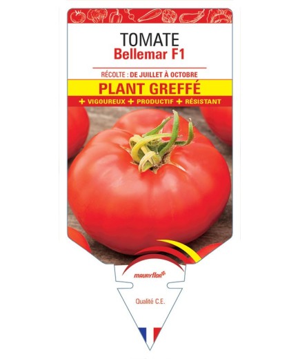 TOMATE BELLEMAR F1 PLANT GREFFÉ