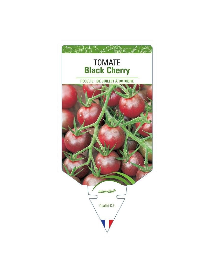 TOMATE BLACK CHERRY