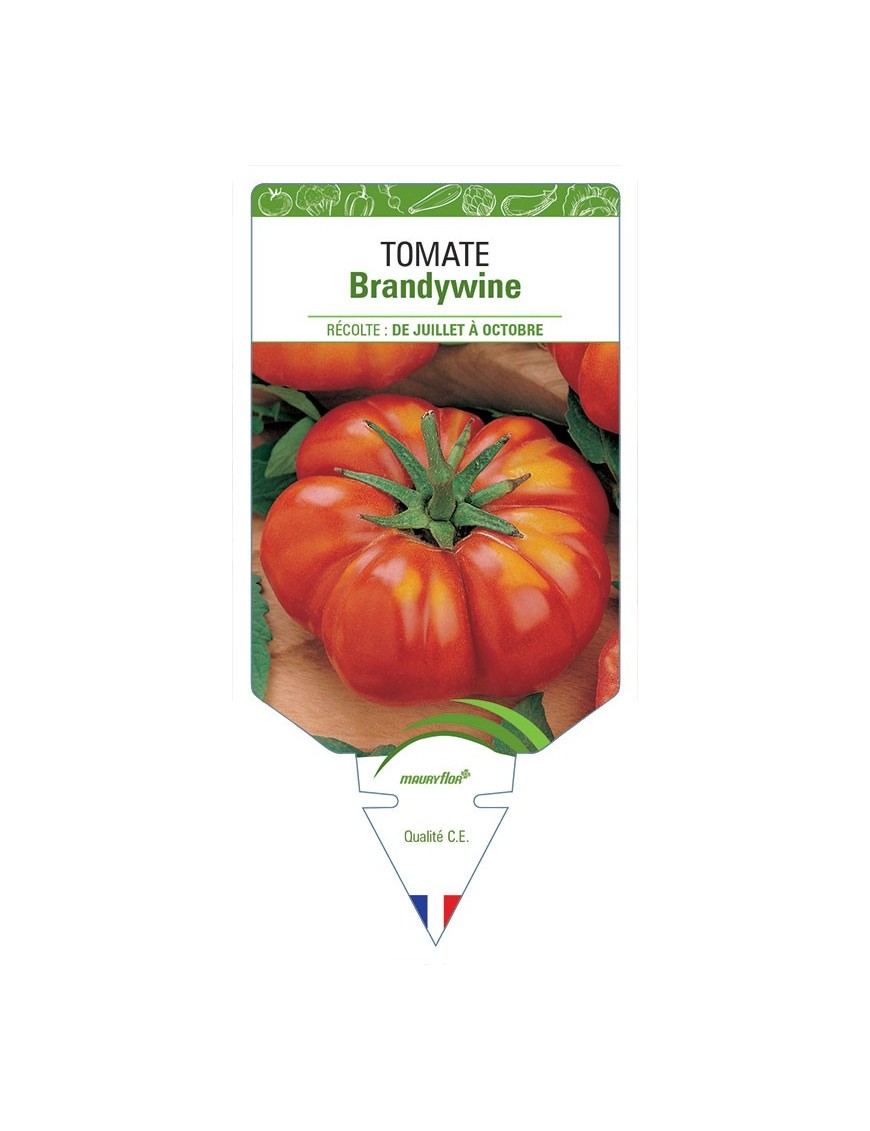 TOMATE BRANDYWINE