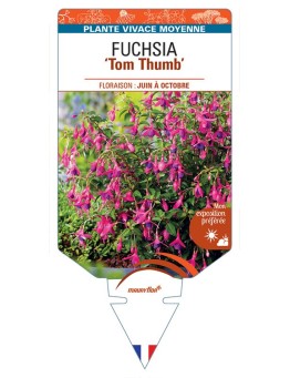 FUCHSIA ‘Tom Thumb’ *