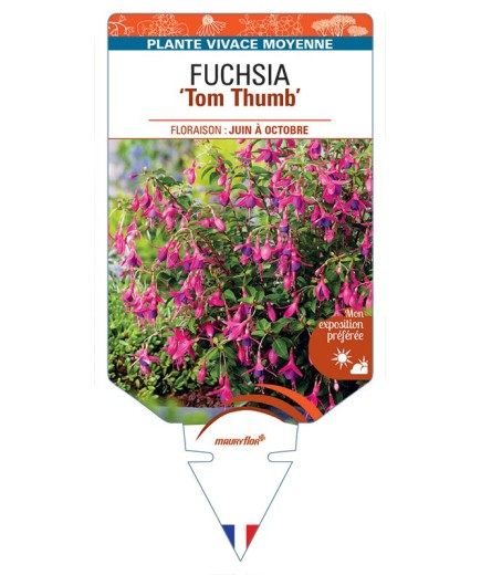 FUCHSIA ‘Tom Thumb’ *