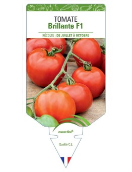 TOMATE BRILLANTE F1