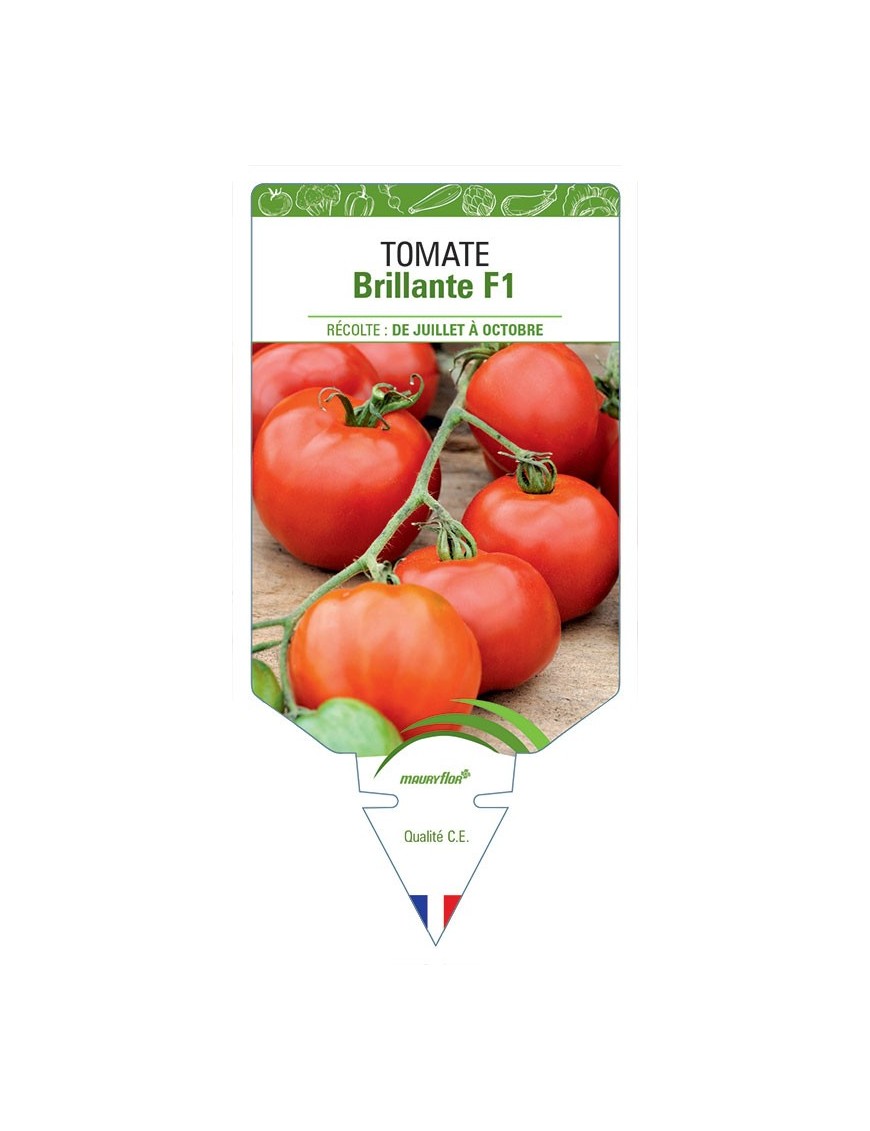 TOMATE BRILLANTE F1