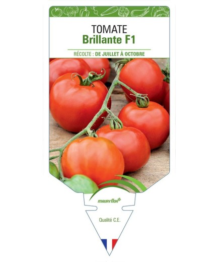 TOMATE BRILLANTE F1