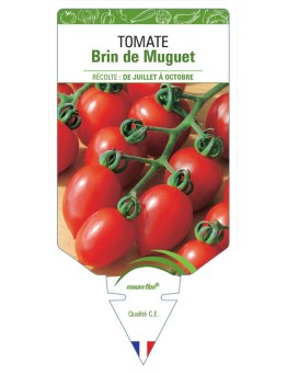 TOMATE BRIN DE MUGUET