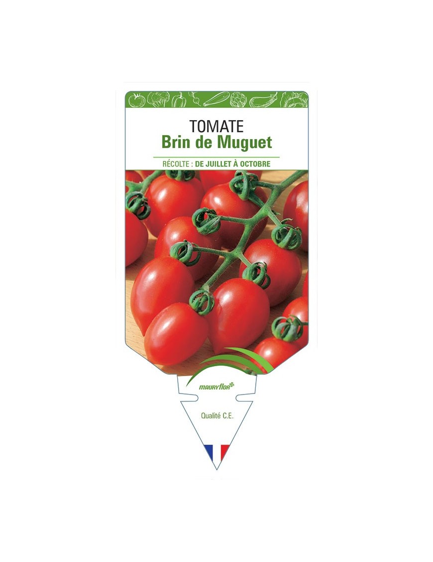 TOMATE BRIN DE MUGUET