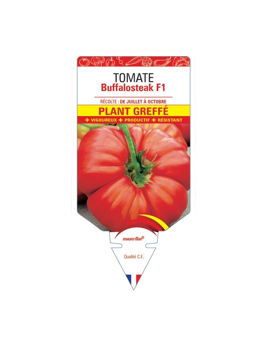 TOMATE BUFFALOSTEAK F1 PLANT GREFFÉ