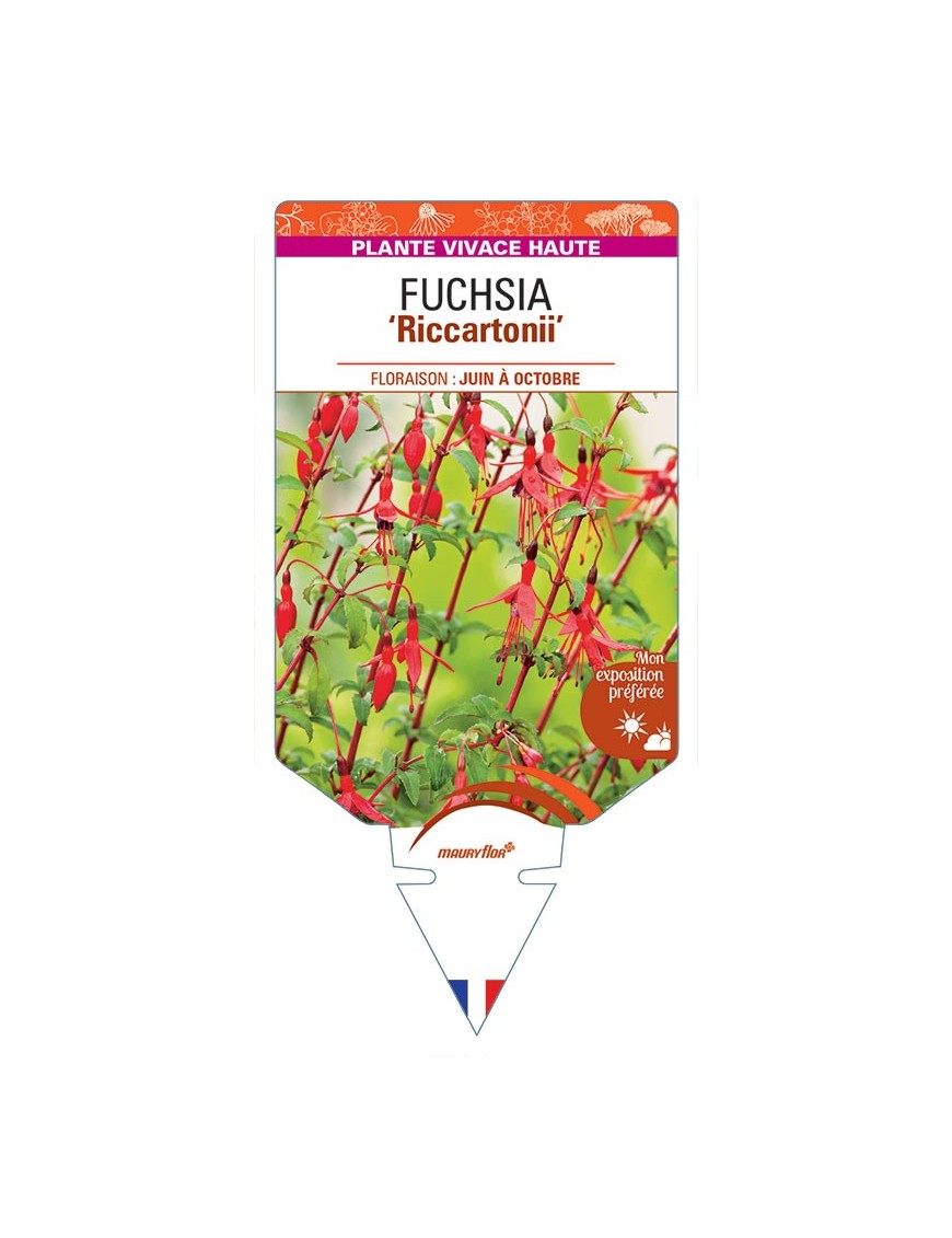 FUCHSIA 'Riccartonii' *