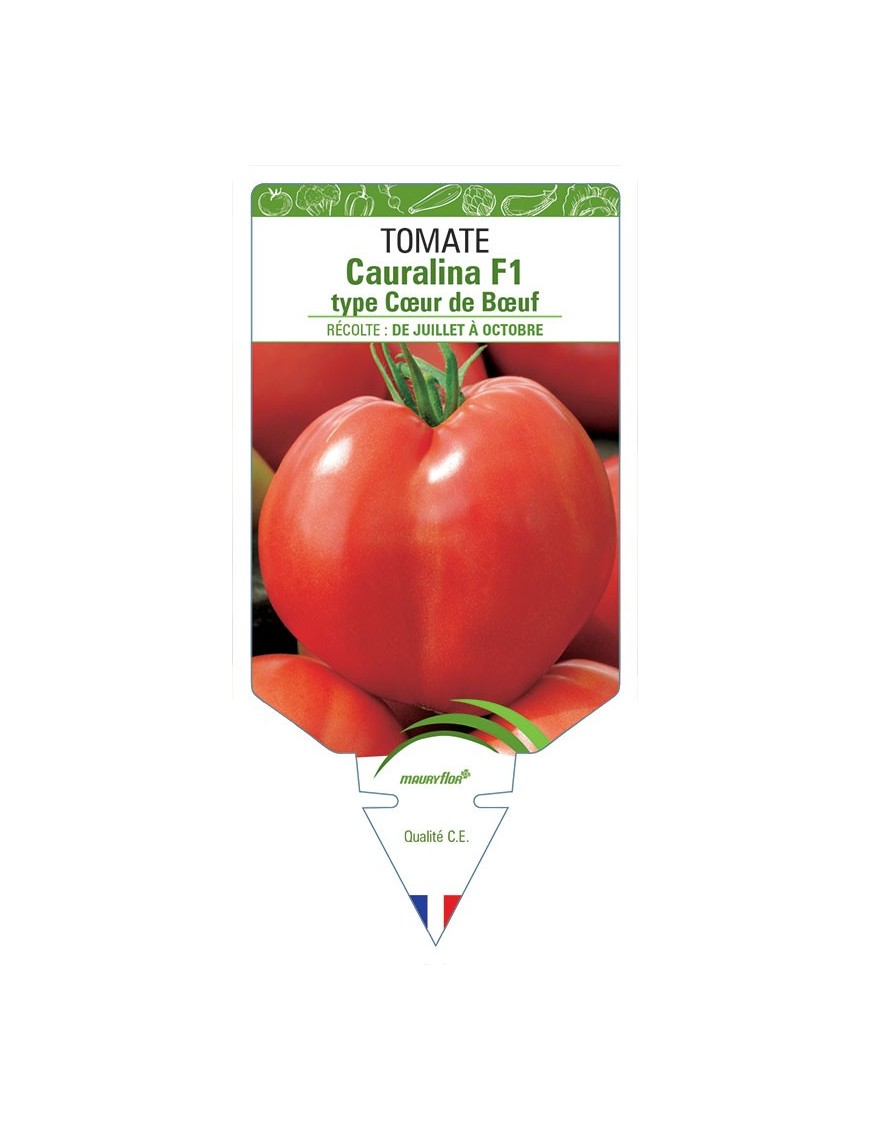 TOMATE CAURALINA F1