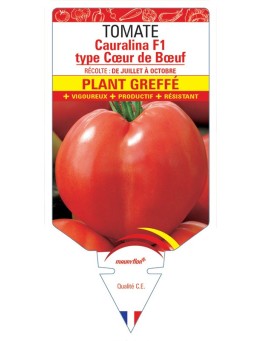 TOMATE CAURALINA F1 PLANT GREFFÉ