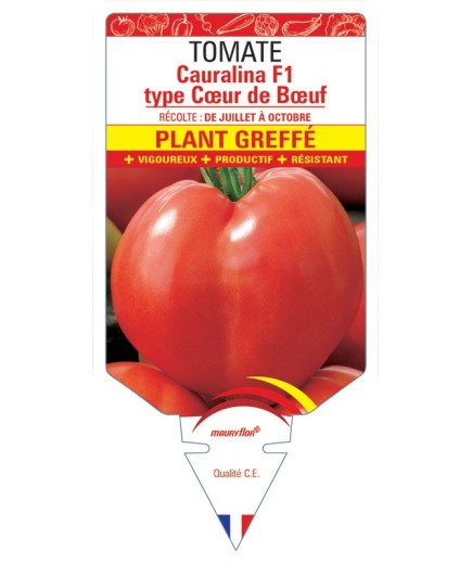 TOMATE CAURALINA F1 PLANT GREFFÉ