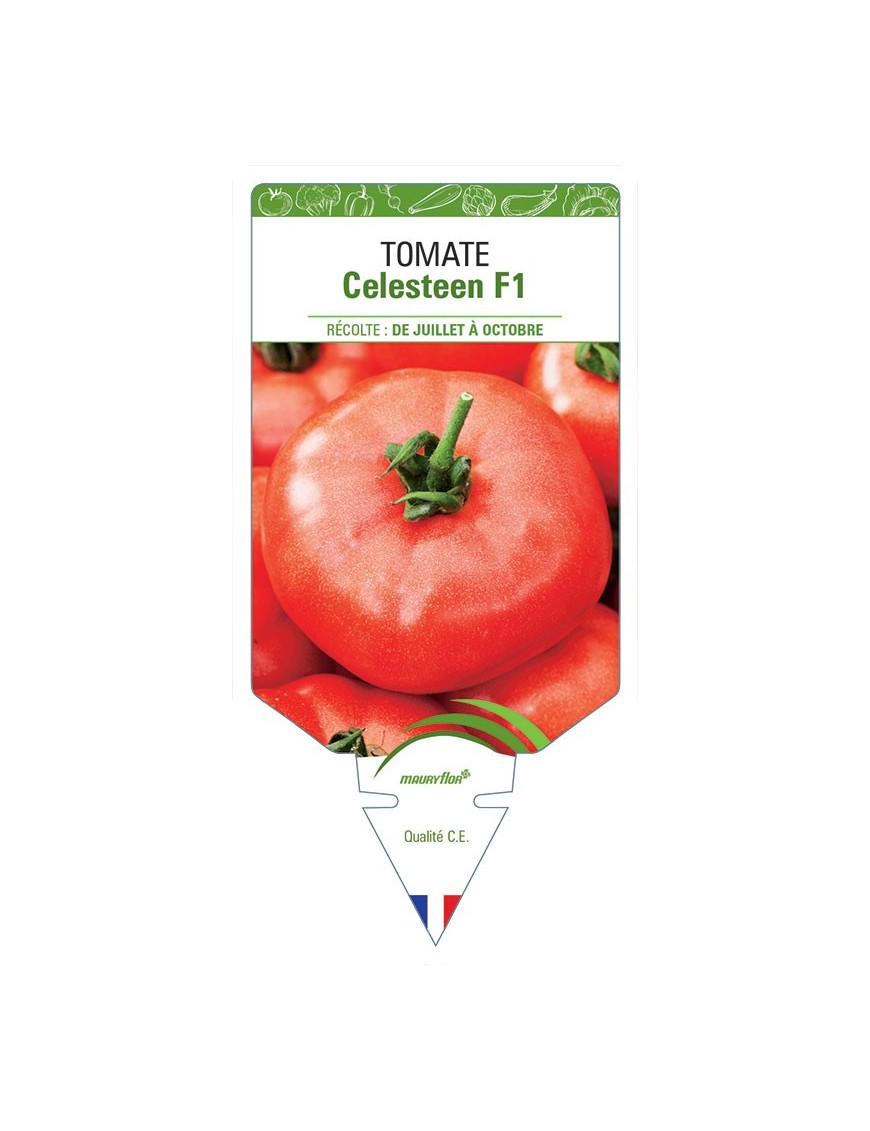 TOMATE CELESTEEN F1