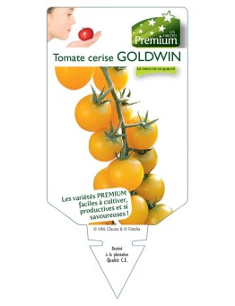 TOMATE CERISE GOLDWIN