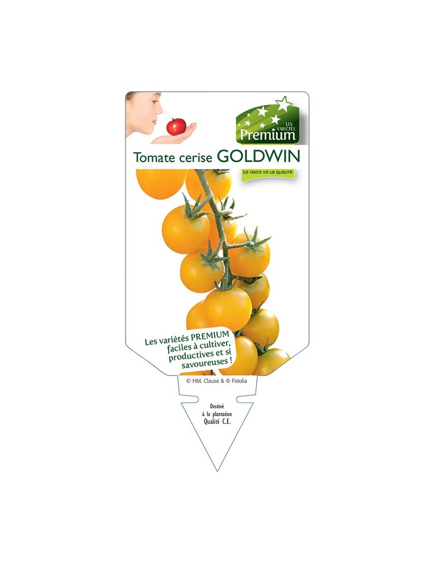TOMATE CERISE GOLDWIN