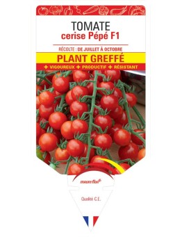 TOMATE CERISE PÉPÉ F1 PLANT GREFFÉ