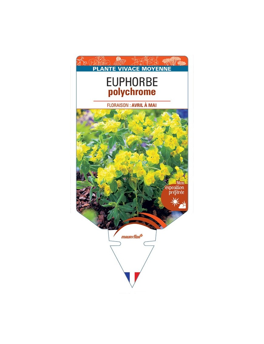 EUPHORBE POLYCHROMA (jaune) *
