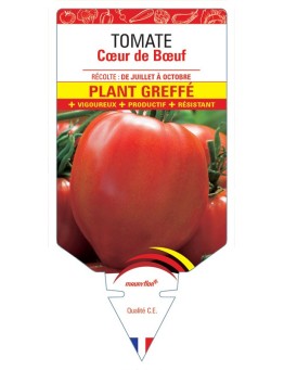 TOMATE CŒUR DE BŒUF PLANT GREFFÉ