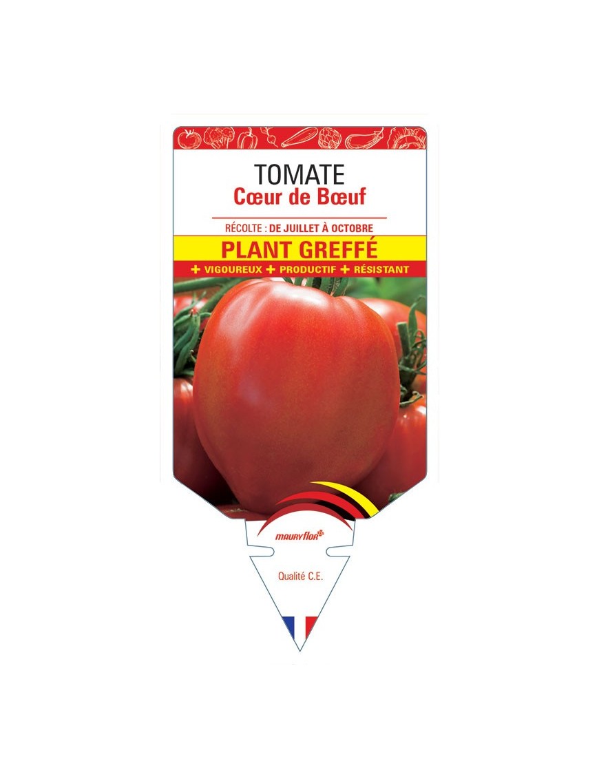 TOMATE CŒUR DE BŒUF PLANT GREFFÉ