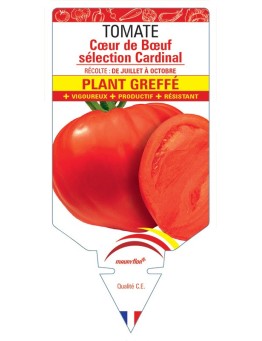TOMATE CŒUR DE BŒUF SÉLECTION CARDINAL PLANT GREFFÉ