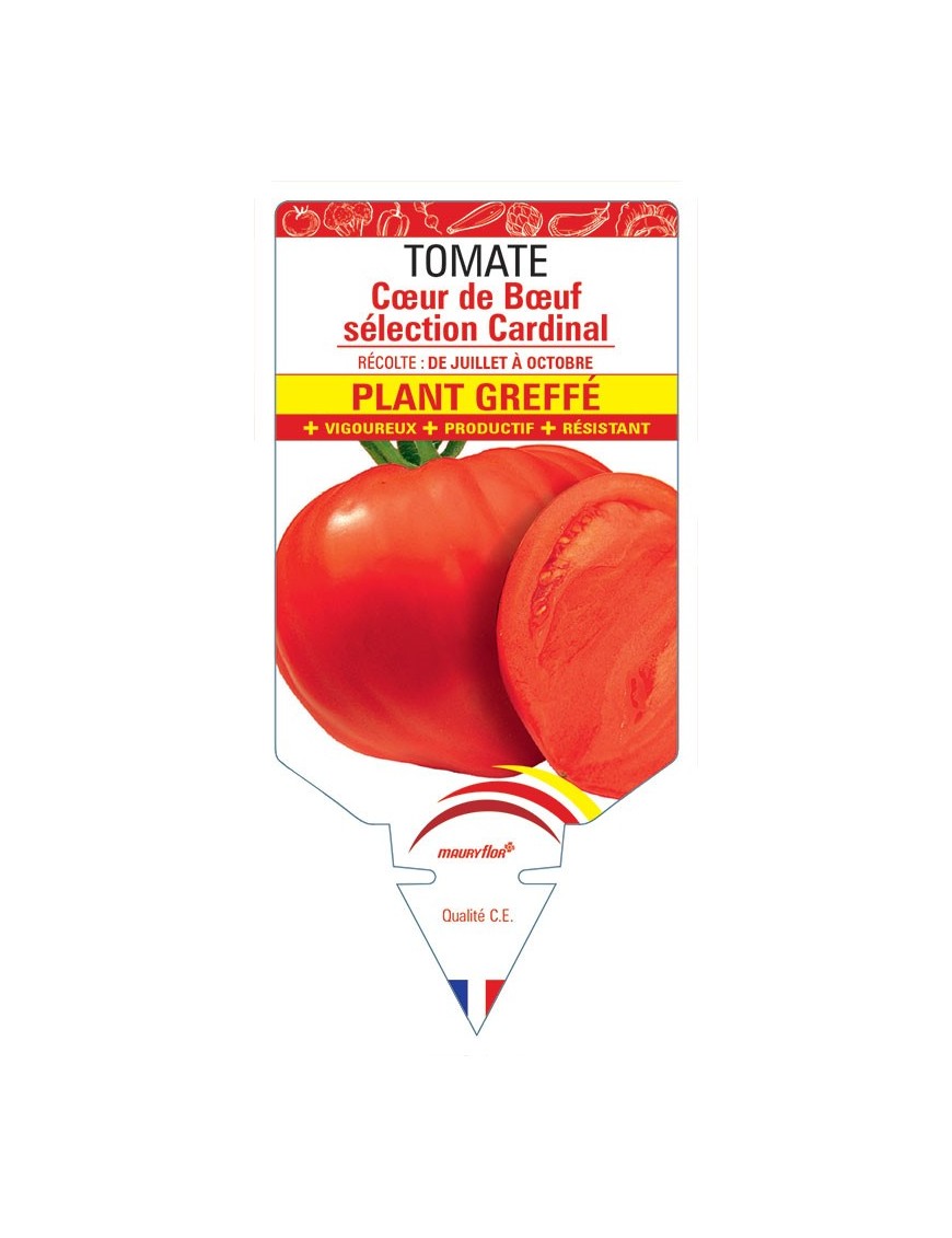 TOMATE CŒUR DE BŒUF SÉLECTION CARDINAL PLANT GREFFÉ